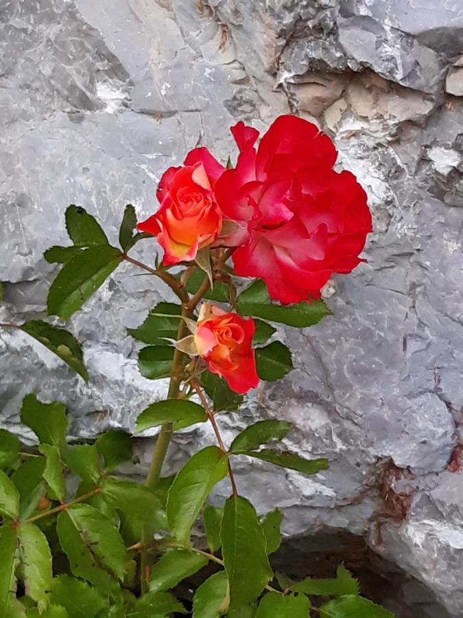 Troadkasten - Ferienhaus Am Bio-Bergbauernhof Aflenz Kurort Екстериор снимка